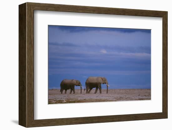 African Elephants Walking in Savanna-DLILLC-Framed Photographic Print