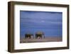 African Elephants Walking in Savanna-DLILLC-Framed Photographic Print