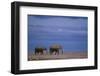 African Elephants Walking in Savanna-DLILLC-Framed Photographic Print