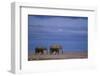 African Elephants Walking in Savanna-DLILLC-Framed Photographic Print