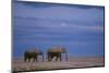 African Elephants Walking in Savanna-DLILLC-Mounted Photographic Print