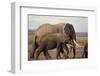 African Elephants Walking on Savanna-DLILLC-Framed Photographic Print