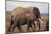 African Elephants Walking on Savanna-DLILLC-Mounted Photographic Print