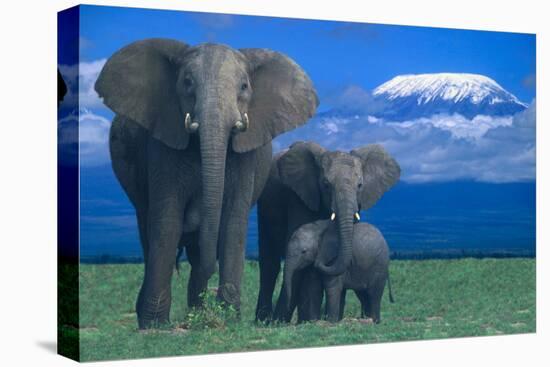 African Elephants with Calf-DLILLC-Stretched Canvas