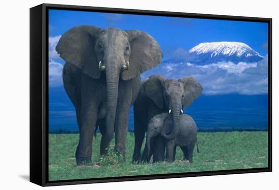 African Elephants with Calf-DLILLC-Framed Stretched Canvas