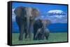 African Elephants with Calf-DLILLC-Framed Stretched Canvas