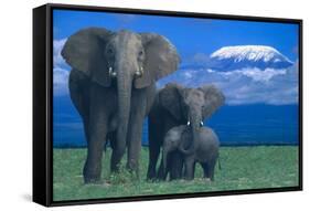 African Elephants with Calf-DLILLC-Framed Stretched Canvas