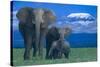 African Elephants with Calf-DLILLC-Stretched Canvas