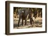 African Elephants with Calf-Michele Westmorland-Framed Photographic Print