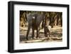 African Elephants with Calf-Michele Westmorland-Framed Photographic Print