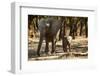 African Elephants with Calf-Michele Westmorland-Framed Photographic Print