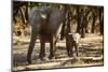 African Elephants with Calf-Michele Westmorland-Mounted Photographic Print