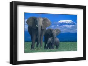 African Elephants with Calf-DLILLC-Framed Photographic Print