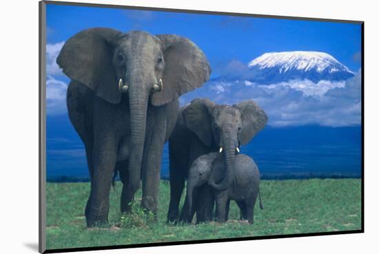 African Elephants with Calf-DLILLC-Mounted Photographic Print