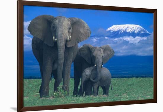 African Elephants with Calf-DLILLC-Framed Photographic Print