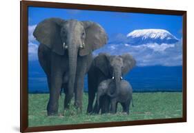 African Elephants with Calf-DLILLC-Framed Photographic Print