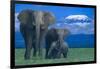 African Elephants with Calf-DLILLC-Framed Photographic Print