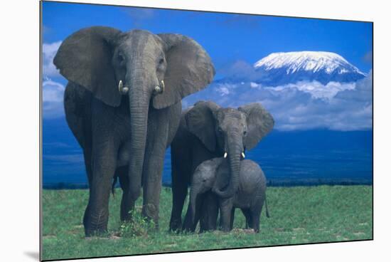 African Elephants with Calf-DLILLC-Mounted Photographic Print