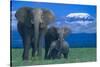 African Elephants with Calf-DLILLC-Stretched Canvas