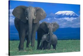 African Elephants with Calf-DLILLC-Stretched Canvas