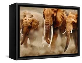 African Elephants-Martin Harvey-Framed Stretched Canvas