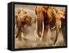 African Elephants-Martin Harvey-Framed Stretched Canvas