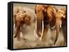 African Elephants-Martin Harvey-Framed Stretched Canvas