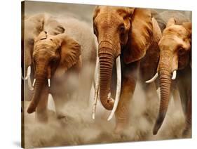 African Elephants-Martin Harvey-Stretched Canvas