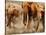 African Elephants-Martin Harvey-Stretched Canvas