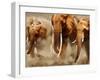 African Elephants-Martin Harvey-Framed Premium Photographic Print