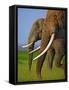 African Elephants-Martin Harvey-Framed Stretched Canvas