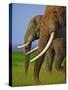 African Elephants-Martin Harvey-Stretched Canvas