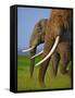 African Elephants-Martin Harvey-Framed Stretched Canvas