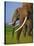 African Elephants-Martin Harvey-Stretched Canvas