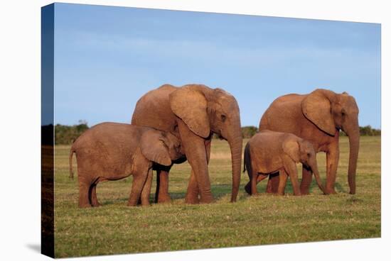 African Elephants-Peter Chadwick-Stretched Canvas