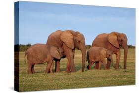 African Elephants-Peter Chadwick-Stretched Canvas