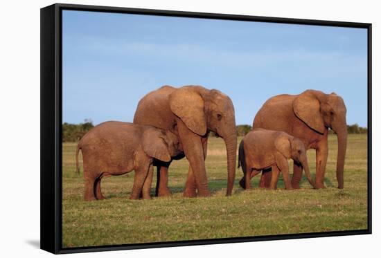 African Elephants-Peter Chadwick-Framed Stretched Canvas