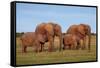 African Elephants-Peter Chadwick-Framed Stretched Canvas