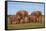 African Elephants-Peter Chadwick-Framed Stretched Canvas