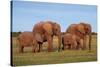 African Elephants-Peter Chadwick-Stretched Canvas