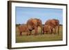 African Elephants-Peter Chadwick-Framed Premium Photographic Print