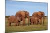 African Elephants-Peter Chadwick-Mounted Premium Photographic Print