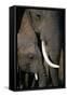 African Elephants-Paul Souders-Framed Stretched Canvas