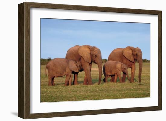 African Elephants-Peter Chadwick-Framed Photographic Print