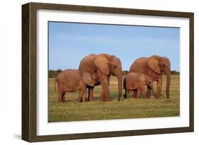 African Elephants-Peter Chadwick-Framed Photographic Print