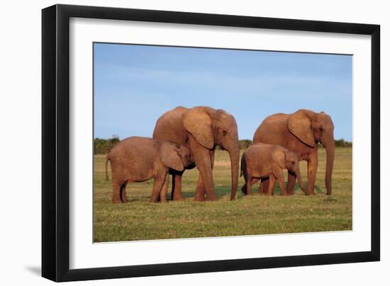 African Elephants-Peter Chadwick-Framed Photographic Print