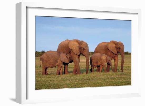 African Elephants-Peter Chadwick-Framed Photographic Print