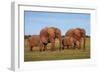 African Elephants-Peter Chadwick-Framed Photographic Print