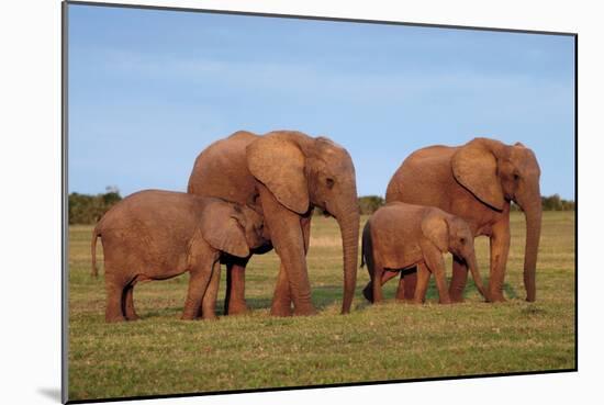 African Elephants-Peter Chadwick-Mounted Photographic Print