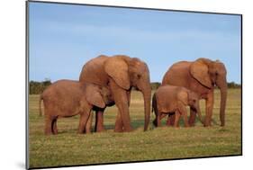 African Elephants-Peter Chadwick-Mounted Photographic Print